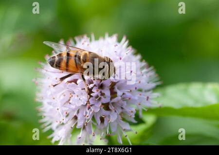 Italien, Lombardei, Schwebefliege, Eristalinus Taeniops, Nectar auf Blume sammeln Stockfoto