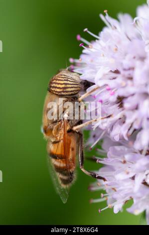 Italien, Lombardei, Schwebefliege, Eristalinus Taeniops, Nectar auf Blume sammeln Stockfoto
