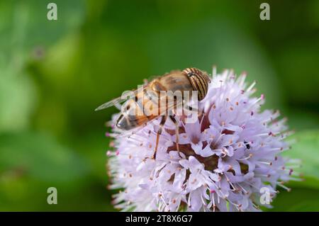 Italien, Lombardei, Schwebefliege, Eristalinus Taeniops, Nectar auf Blume sammeln Stockfoto