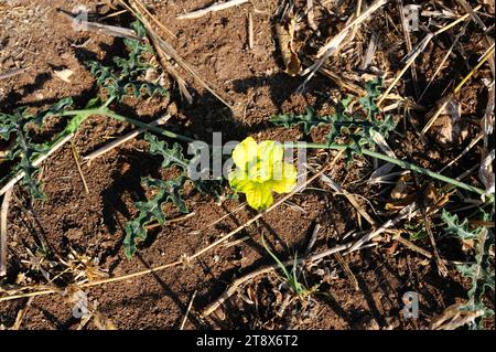 Wildgurke oder Wildgurke (Cucumis africanus) ist eine mehrjährige Pflanze im südlichen Afrika. Dieses Foto wurde im Okavango Delta gemacht, Bo Stockfoto