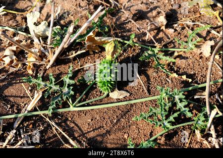 Wildgurke oder Wildgurke (Cucumis africanus) ist eine mehrjährige Pflanze im südlichen Afrika. Dieses Foto wurde im Okavango Delta gemacht, Bo Stockfoto