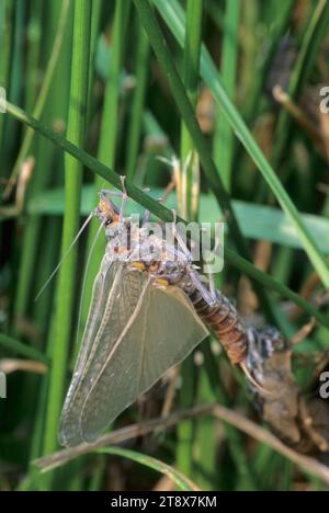 Salmonfly-Schlüpfer, Casey State Park, Rogue-Umpqua National Scenic Byway, Oregon Stockfoto