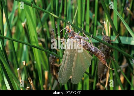 Salmonfly-Schlüpfer, Casey State Park, Rogue-Umpqua National Scenic Byway, Oregon Stockfoto