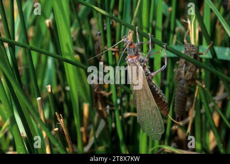 Salmonfly-Schlüpfer, Casey State Park, Rogue-Umpqua National Scenic Byway, Oregon Stockfoto