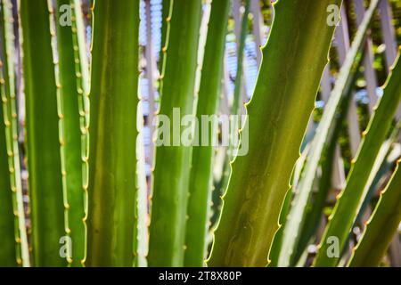Nahwand aus dicken, stacheligen Blättern der Kaktussukkulenten Pflanze in aggressiver Darstellung Stockfoto