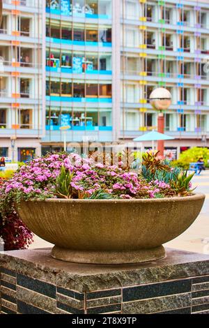Hübsche rosafarbene Blumen zwischen saftigen Pflanzen im Betontopf am Union Square, San Francisco, CA Stockfoto