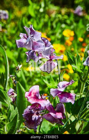 Iris Haynei lila Blume inmitten von Pflanzen an sonnigen Sommertagen in wunderschöner Darstellung Stockfoto