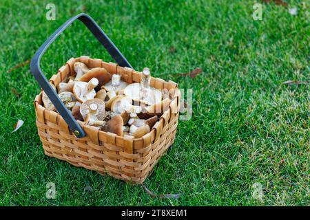Frische Pilze im rustikalen Korb, eine gesunde Ernte im Gras Stockfoto