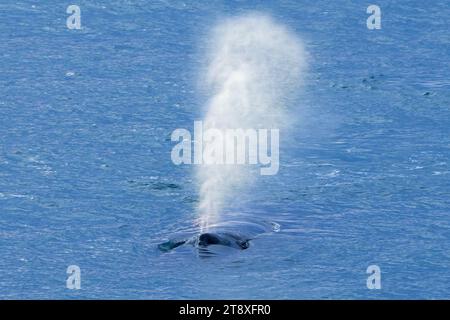 Blow through Blowhole of Surfacing Buckelwal (Megaptera novaeangliae) in der Arktis, Spitsbergen / Svalbard Stockfoto