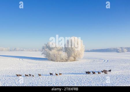 Europäische Mufflons (Ovis aries musimon) Herdenüberquerung im Schnee mit Bäumen, die im Winter mit Raureif bedeckt sind, Schleswig-Holstein, Deutschland Stockfoto