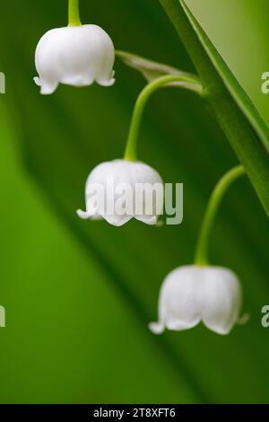 Maiglöckchen / Maiglocken / Muguet (Convallaria majalis), glockenförmige weiße Blume, die im Frühjahr im Wald blüht Stockfoto