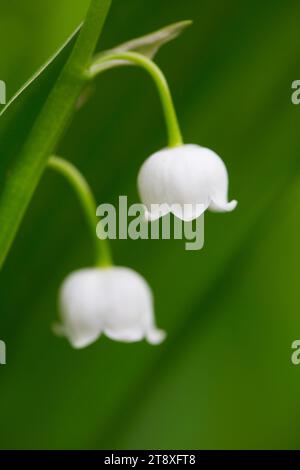 Maiglöckchen / Maiglocken / Muguet (Convallaria majalis), glockenförmige weiße Blume, die im Frühjahr im Wald blüht Stockfoto
