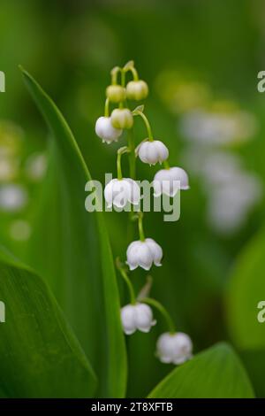 Maiglöckchen / Maiglocken / Muguet (Convallaria majalis), glockenförmige weiße Blume, die im Frühjahr im Wald blüht Stockfoto