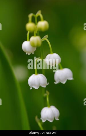 Maiglöckchen / Maiglocken / Muguet (Convallaria majalis), glockenförmige weiße Blume, die im Frühjahr im Wald blüht Stockfoto