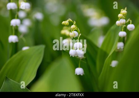 Maiglöckchen / Maiglocken / Muguet (Convallaria majalis), glockenförmige weiße Blume, die im Frühjahr im Wald blüht Stockfoto