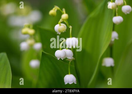 Maiglöckchen / Maiglocken / Muguet (Convallaria majalis), glockenförmige weiße Blume, die im Frühjahr im Wald blüht Stockfoto