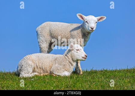 Zwei weiße Lämmer von Hausschafen auf dem Feld vor blauem Himmel dargestellt Stockfoto