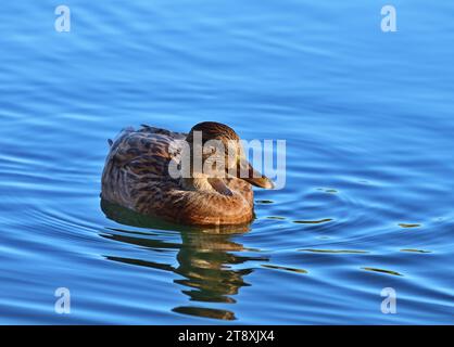 Stockenten oder Wildenten (Anas platyrhynchos) weiblich im Kurpark Oberlaa, Wien Stockfoto