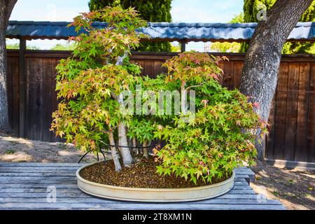 Ahorn als Bonsai-Wald Stockfotografie - Alamy