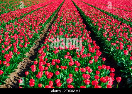 Faszinierender Blick auf die üppigen roten holländischen Tulpenfelder, eine spektakuläre Frühlingsvision Stockfoto
