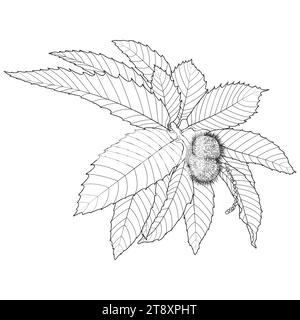 Süße Kastanie, botanische Vektor-Illustration. Spanische Kastanien- oder Castanea sativa-Blätter und Fruchtkonturen, Malbuchseite. Stock Vektor