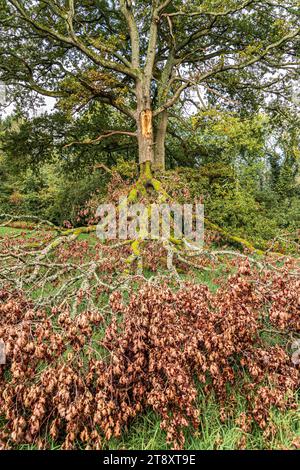 Ein Bein, das von einer Eiche auf den Cotswolds im Woodchester Park, Gloucestershire, England, gerissen wurde Stockfoto