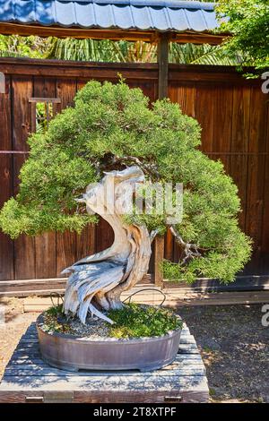 Kleine Bonsaibaumpflanze im Topf mit Stamm wie weiß gebleichtes Treibholz Stockfoto