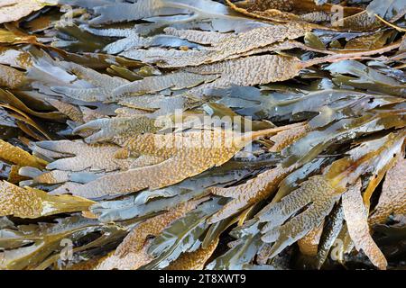 Gezackte Wackelalge, auch bekannt als Zahnwackelalge (Fucus serratus), Fife Coast, Schottland, Großbritannien Stockfoto