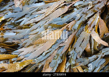 Gezackte Wackelalge, auch bekannt als Zahnwackelalge (Fucus serratus), Fife Coast, Schottland, Großbritannien Stockfoto