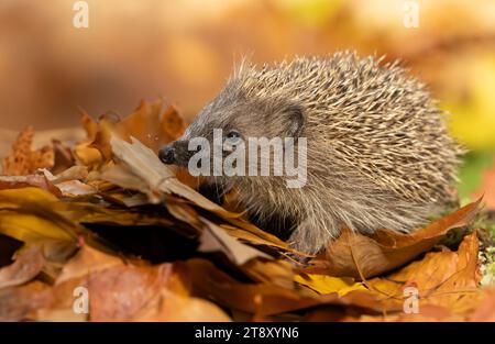 Wilder, einheimischer Igel auf der Suche nach Igelfreunden im Garten. In einem Wildtierhäuschen aufgenommen, um die Gesundheit und die Population dieses rückläufigen Säugetieres zu überwachen Stockfoto