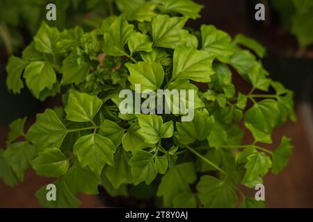 Millingtonia hortensis Blatt Korkbaum, Indischer Kork auf natürlichem Hintergrund. Selektiver Fokus, Nahaufnahme, niemand. Grüne Blätter für Hintergrund Stockfoto