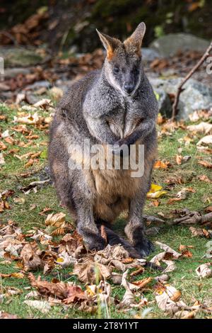 Swamp Wallaby, Wallabia bicolor, ist einer der kleineren Kängurus. Diese wallaby ist auch bekannt als der schwarze Wallaby bekannt Stockfoto