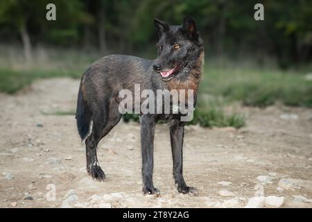 Kanadischer Wolf, der vor dem Hintergrund des Waldes steht Stockfoto