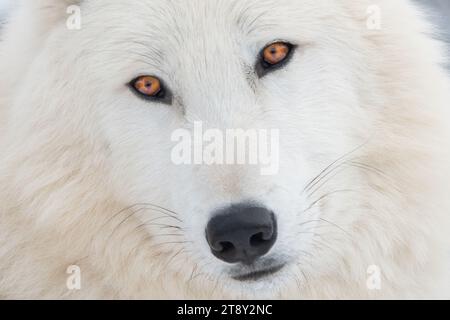 Nahaufnahme von Augen und Nase eines arktischen Wolfes Stockfoto