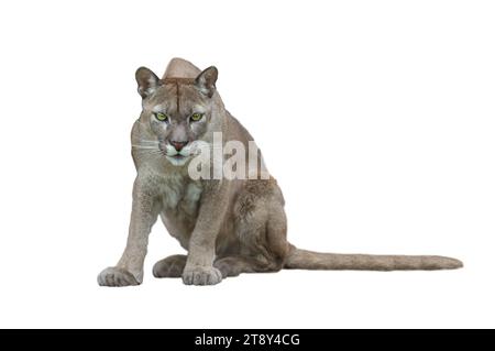 puma isoliert auf weißem Hintergrund Stockfoto