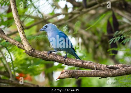 Blaugrauer Tanager, Thraupis episcopus, auf einem kleinen Baum auf der Insel Trinidad Stockfoto