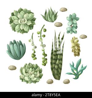 Sukkulenten und Kakteen isoliert. Vektor. Stock Vektor