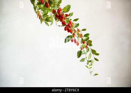 Zweig mit Reifen roten Goji-Beeren auf abstraktem grauem Hintergrund Stockfoto