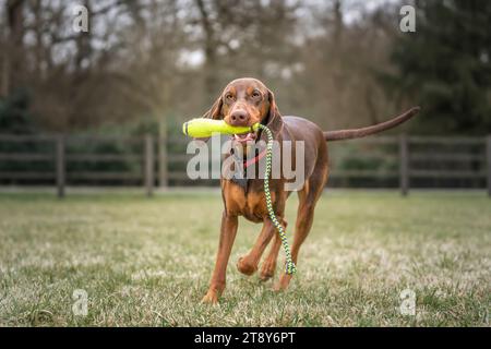 Sprizsla Hund - Kreuzung zwischen Vizsla und Springer Spaniel - auf einem Lauf mit seinem Spielzeug und direkt auf die Kamera auf einem Feld Stockfoto