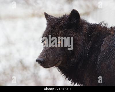 Porträt kanadischer schwarzer Wolf vor einem Hintergrund von Schnee Stockfoto