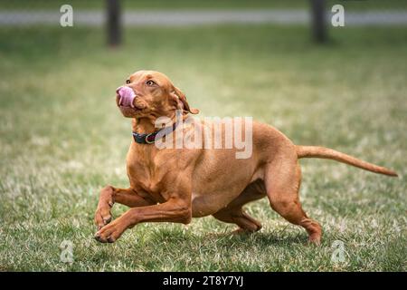 Sprizsla Hund - Kreuzung zwischen Vizsla und Springer Spaniel - auf einem Lauf mit der Zunge nach oben und den Pfoten nach oben Stockfoto