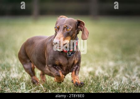 Großer brauner Dachshund-Hund, der nach links auf einem Lauf auf einem Feld schaut Stockfoto