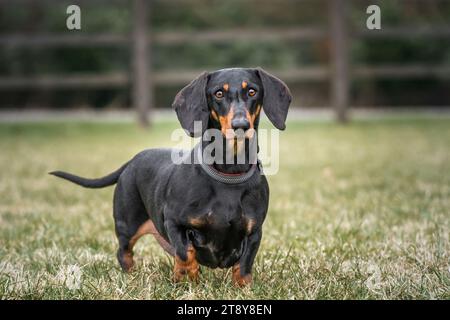 Großer schwarzer Dachshund-Hund, der direkt auf die Kamera auf einem Feld blickt Stockfoto