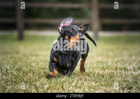 Großer schwarzer Dachshund-Hund, der auf einem Feld nach rechts blickt Stockfoto