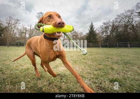 Sprizsla Hund - Kreuzung zwischen Vizsla und Springer Spaniel - Tan, Nahaufnahme mit einem Spielzeug im Mund auf einem Lauf Stockfoto
