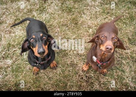 Großer brauner Dachshund-Hund, der auf einem Feld zur Kamera schaut, beide mit diesen Hundeaugen Stockfoto