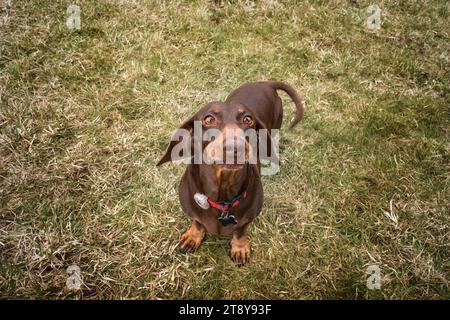 Großer brauner Dachshund-Hund, der auf einem Feld mit großen Ohren zur Kamera schaut Stockfoto