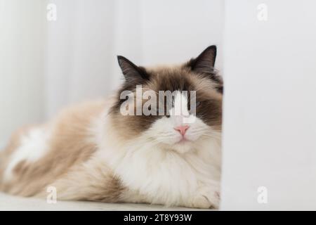 Schöne junge weiße reinrassige Ragdoll Katze mit blauen Augen, zu Hause. Stockfoto