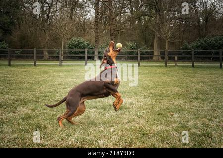 Sprizsla Hund - Kreuzung zwischen Vizsla und Springer Spaniel - fängt einen Ball in seinem Mund auf einem Feld Stockfoto