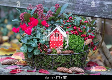 Korb mit roten Cyclamen, Sträucher veronica, gaultheria, Skimmia japonica und dekvorativem Vogelhaus im Herbstgarten Stockfoto